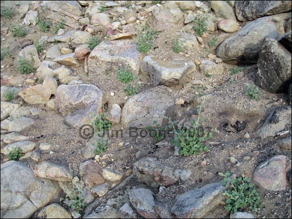 Rocky Desert Soil