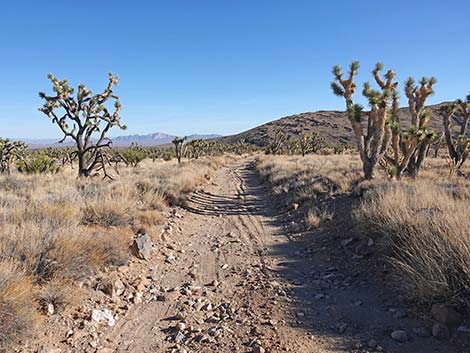 Grasslands Trail