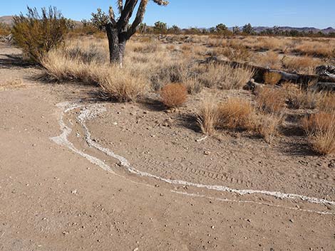 Wagon Road Trailhead