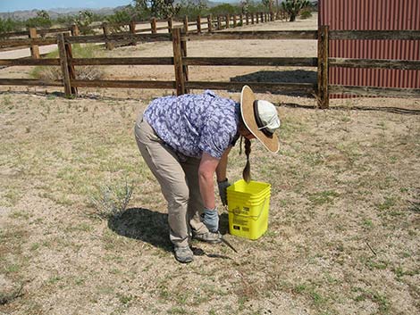 Walking Box Ranch, caretaker's job