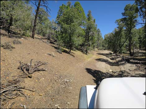 Badger Valley Road