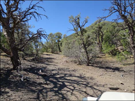 Badger Valley Road