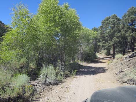 Cherry Creek Road