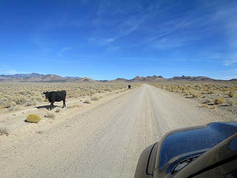 Shadow Road