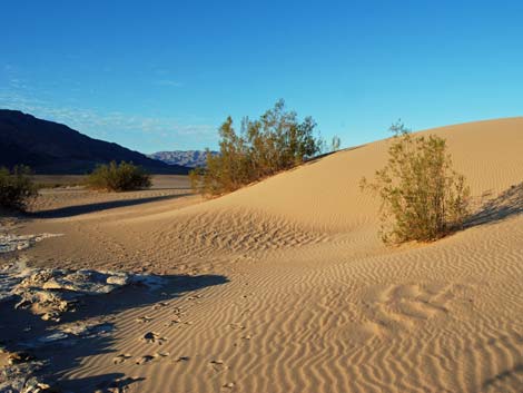 Mesquite Flat Sand Dunes