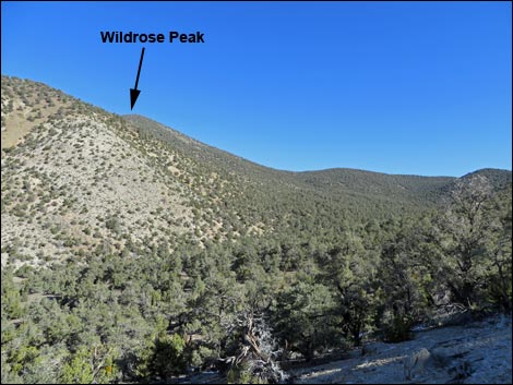 Wildrose Peak