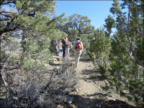 Wildrose Peak