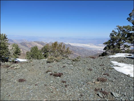 Wildrose Peak