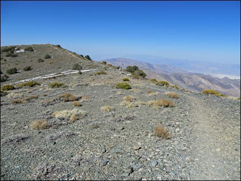 Wildrose Peak