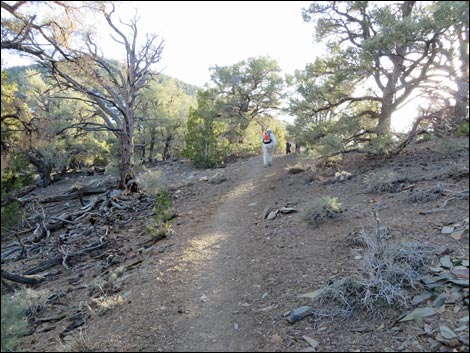 Wildrose Peak