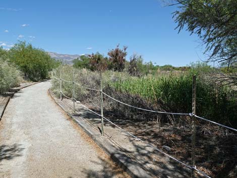 Bighorn Trail