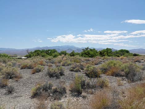 Bighorn Trail