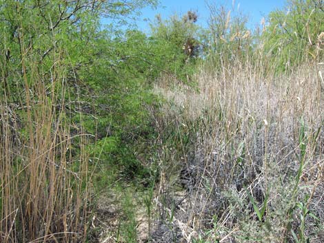 Birdsong Trail