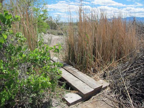 Birdsong Trail