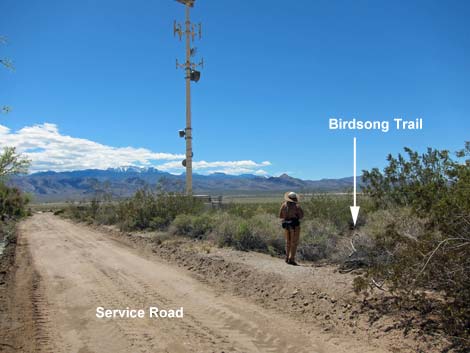 Birdsong Trail