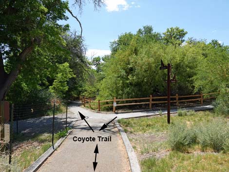 Coyote Trail