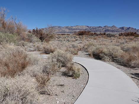 Jackrabbit Loop Trail