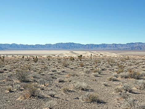 Desert Dry Lake Dunes