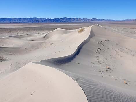 Desert Dry Lake Dunes