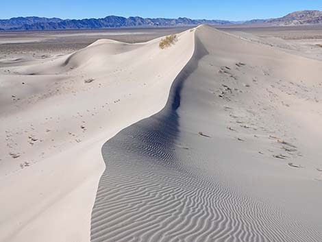 Desert Dry Lake Dunes