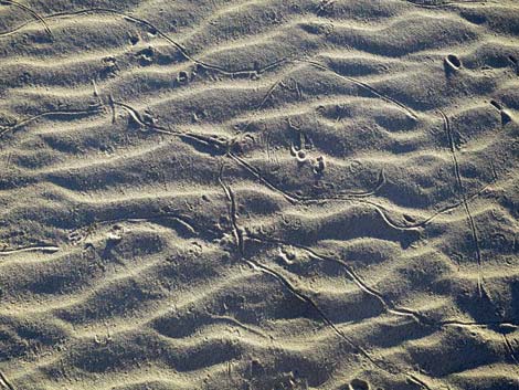 Desert Dry Lake Dunes North