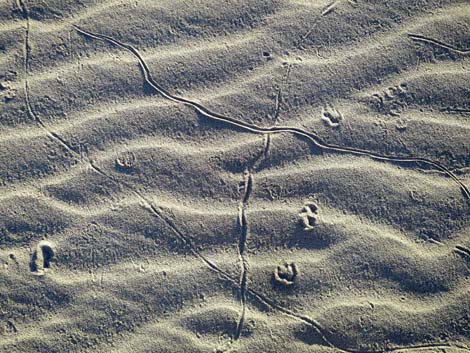 Desert Dry Lake Dunes North