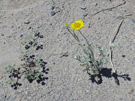 Desert Dry Lake Dunes