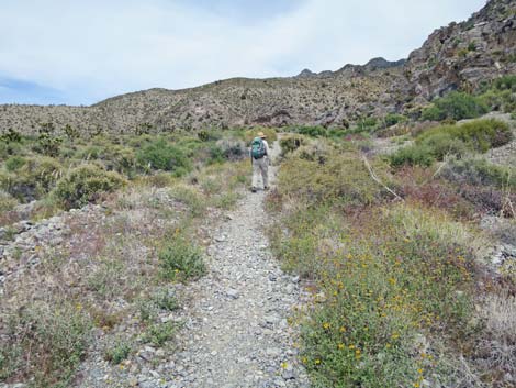 Hidden Forest Trail