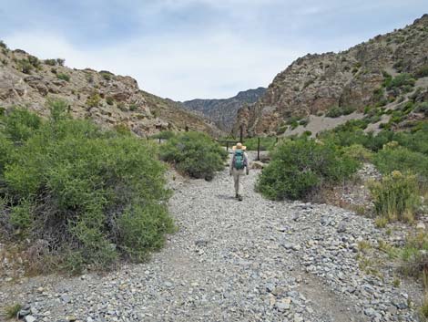 Hidden Forest Trail