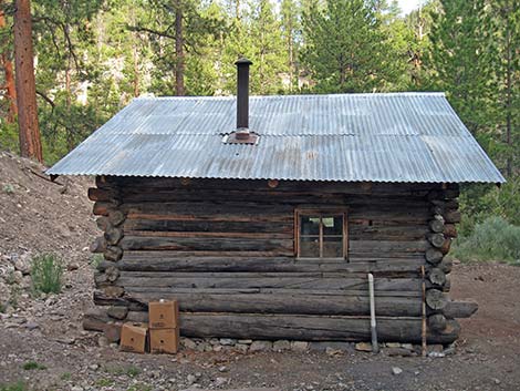 Hidden Forest Cabin