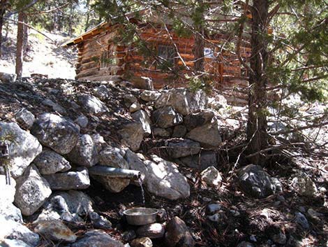 Hidden Forest Cabin