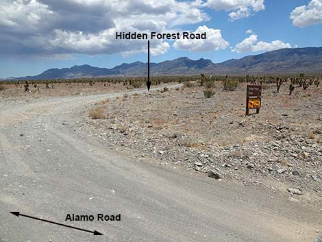 Alamo Road