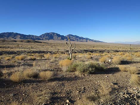 Mormon Well Road