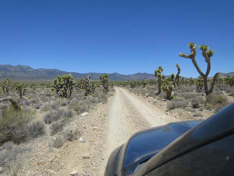 Pine Nut Road