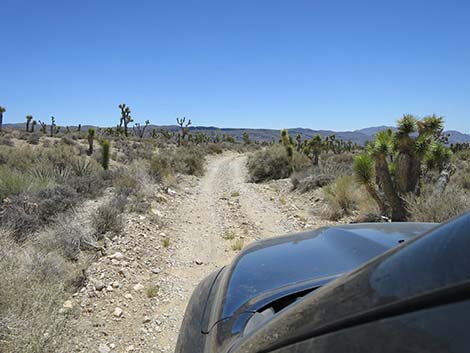 Pine Nut Road