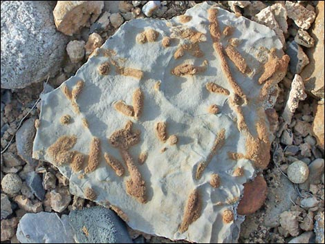 yucca peak fossils