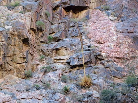 North Kaibab Trail