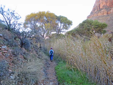 Plateau Point Trail