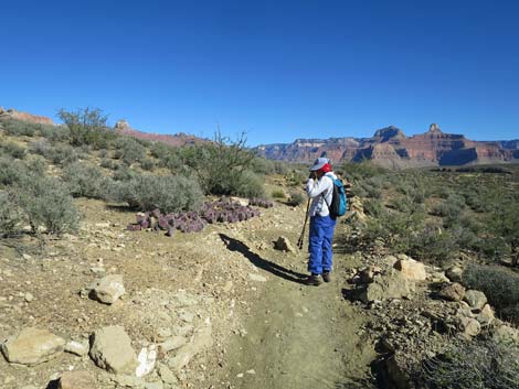 Plateau Point Trail