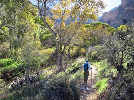 Plateau Point Trail