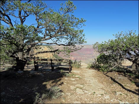 Rim Trail