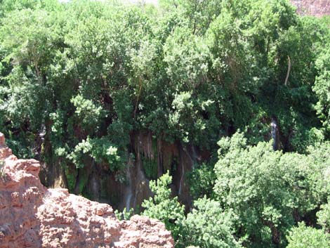 Havasu Canyon Trail