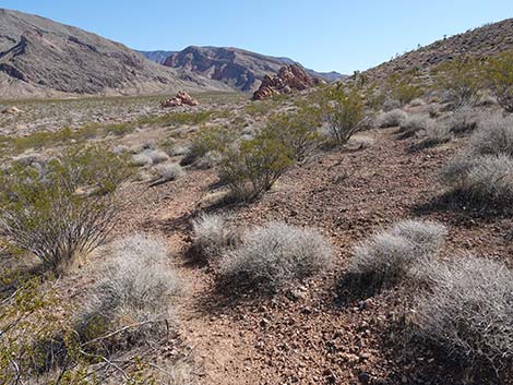 Doodlebug Arch Loop