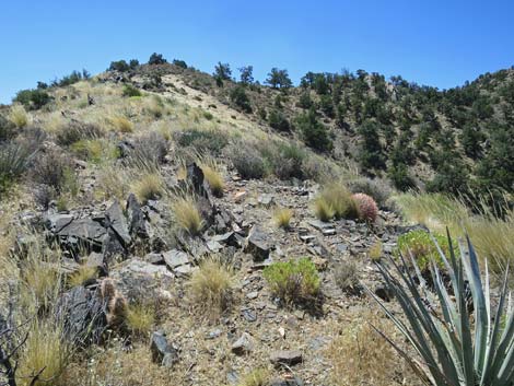 Billy Goat Peak