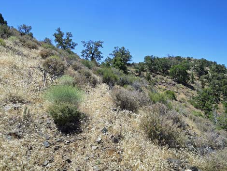 Billy Goat Peak