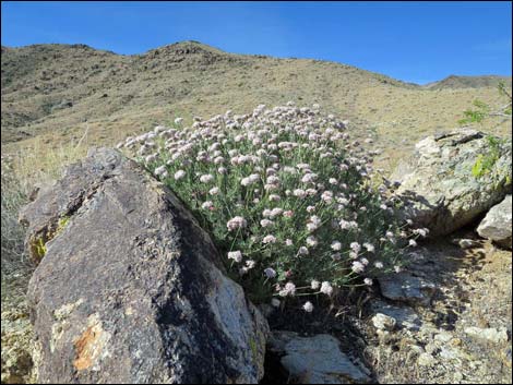 Bonelli Peak