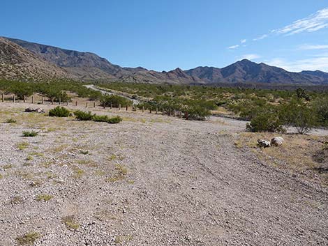 Whitney Pass Road Campsites