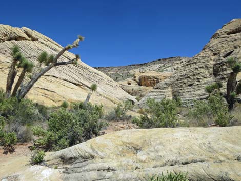 Doodlebug Arch