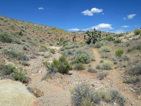 Doodlebug Arch Loop