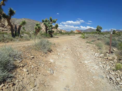 Doodlebug Arch